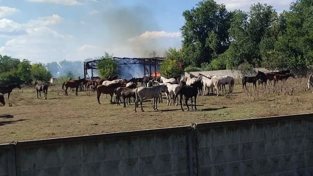 Харківщина: атаки на кінний завод знищили корми