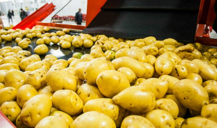 На Одещині збудують індустріальний парк для переробки овочів