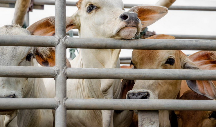 Оновлено документи для імпорту продуктів та тварин