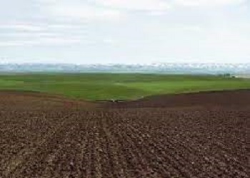Парове поле: ключ до врожаю в умовах посухи