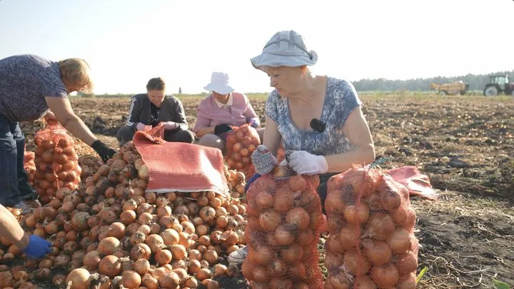 Переселенці допомагають збирати врожай на Черкащині