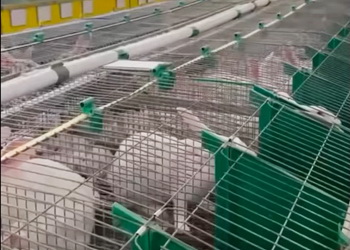 Підготовка кролів до зими: поради експертів
