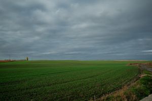 Посіви пшениці: агрохолдинги визначають стратегію