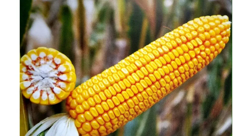 Прогноз урожаю кукурудзи: USDA знизило оцінки