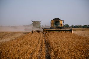 Ранній збір сої на Львівщині: спека прискорює дозрівання