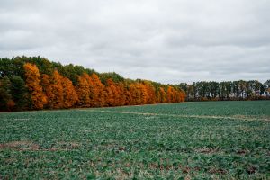 Ріпак: Україна засіває 40% площ