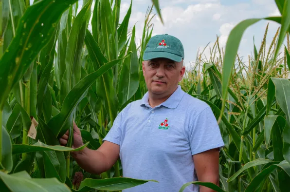Селекція кукурудзи від компанії «Маїс»: виклики та успіхи