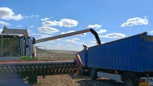 Соняшник на Одещині: врожайність б'є рекорди