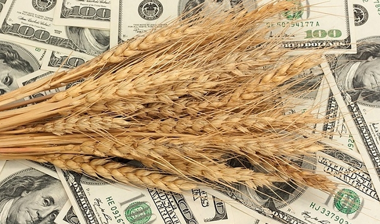 Світові ціни на зернові зросли на 2,2%: огляд ринку