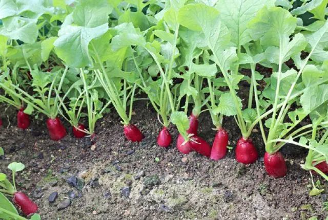 Вересневий урожай редиски: коли сіяти