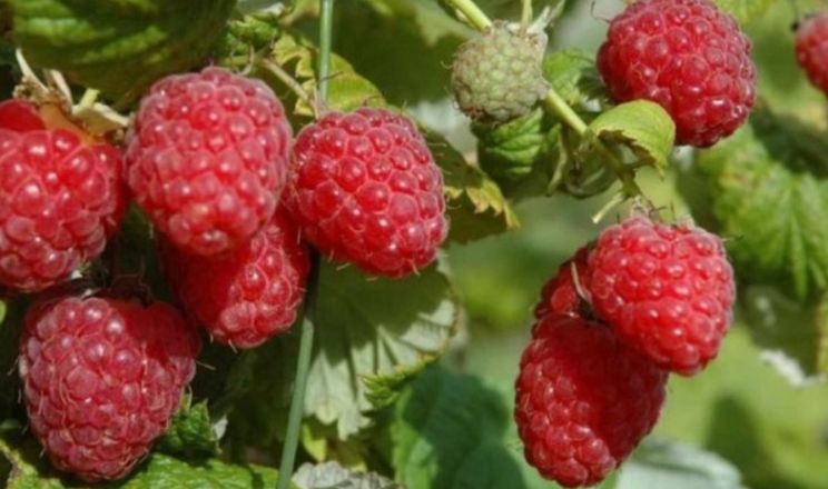 Ветеран з Рівненщини розширив ягідник до 2,7 га