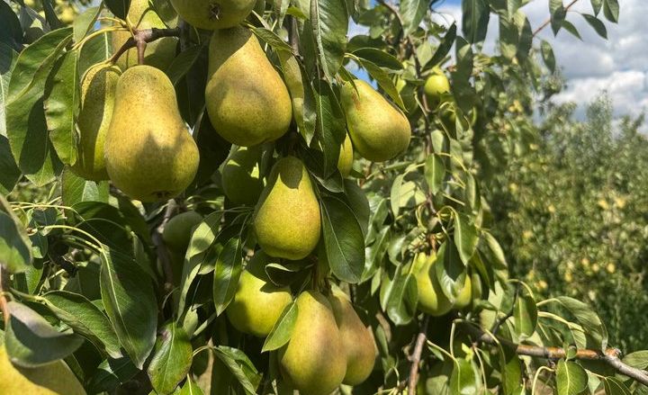 Вінниччина: очікують багатий урожай груш