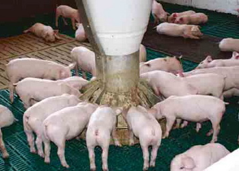 Вплив хрому на продуктивність свиней: що варто знати