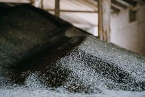 Врожай соняшнику 2026: чи чекати на рекордні обсяги олії?
