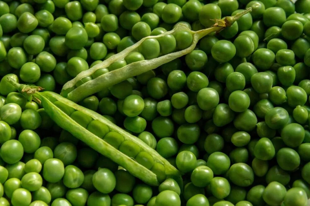 Врожай ячменю та гороху зібрано