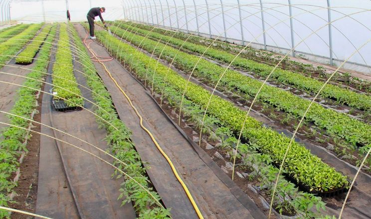 Як українські тепличники змінюють стратегію бізнесу
