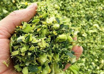 Як визначити оптимальний час збирання кукурудзи на силос