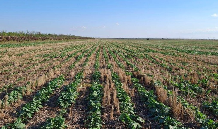 Захист озимого ріпаку: Tekom Agro Group завершили роботи