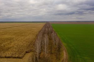 Аграрії засіяли озимими зерновими понад 4 млн га