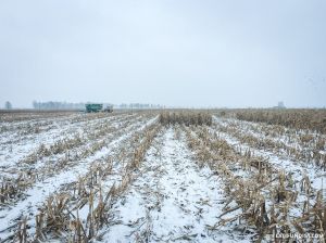 Агрохолдинги не залишатимуть кукурудзу в полі на зиму