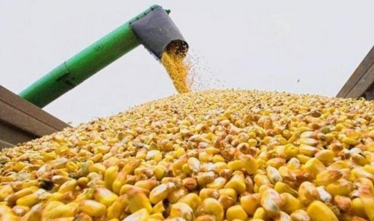 Ціни на фуражну кукурудзу в Україні пішли на спад