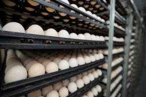 Експорт яєць з України зріс на 20%: головні ринки збуту