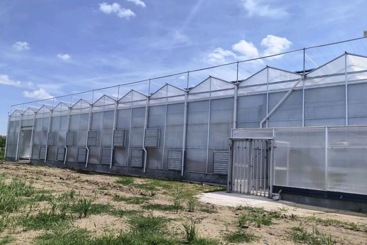 Китайська компанія збудувала томатну теплицю в Румунії