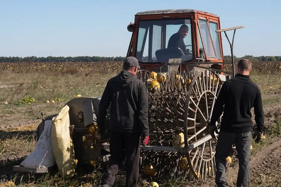 На Чернігівщині фермери створили унікальний комбайн для гарбузів