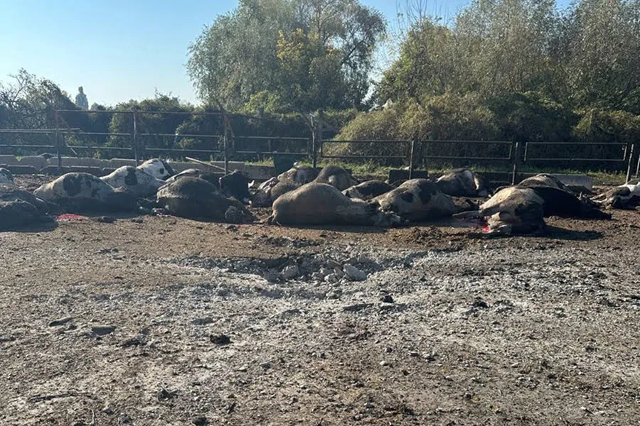 На Харківщині через авіаудар загинуло понад 30 корів