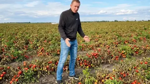 На Миколаївщині фермери масово втрачають урожай томатів