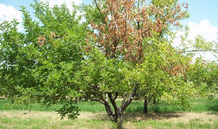 Стійкість абрикосів до моніліозу: результати сезону 2023