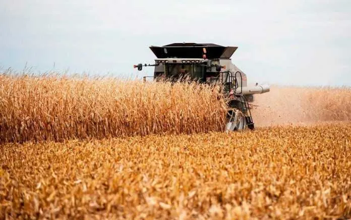 Сушіння кукурудзи: чому аграрії залишають врожай у полі
