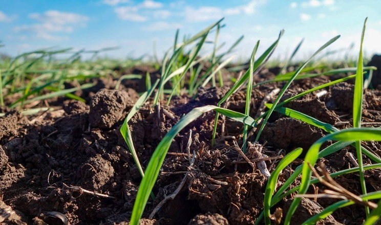 Tekom Agro Group звітує про сходи озимої пшениці