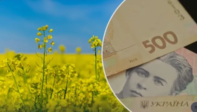 В Україні стрімко падають закупівельні ціни на ріпак