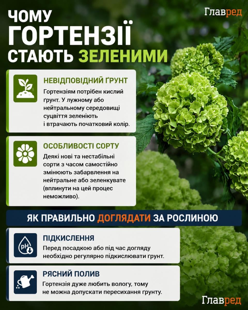 Як підготувати гортензії до зими: поради для саду