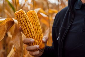 Юрій Дробязко залишить 70% кукурудзи в полі до весни