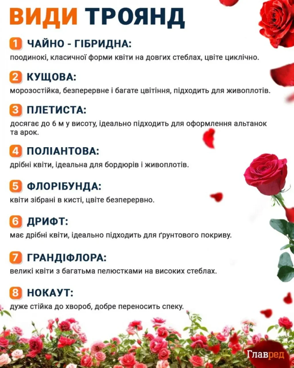 Жовтнева обробка троянд: молоко проти хвороб