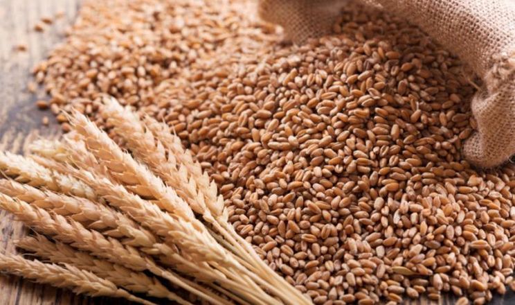 Зменшення витрат в агробізнесі: досвід «Агрофірми Корнацьких»